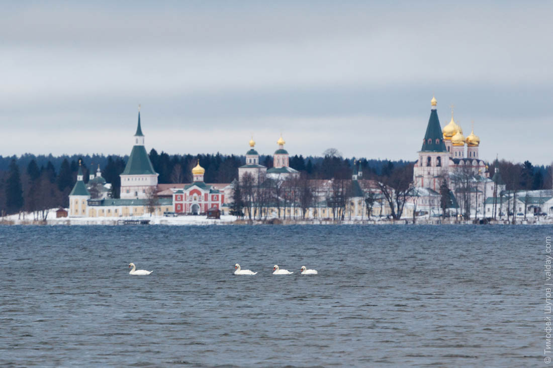 9 января 2018 года, компания белых лебедей не спеша прогуливается по просторам до сих пор незамёрзшего Валдайского озера