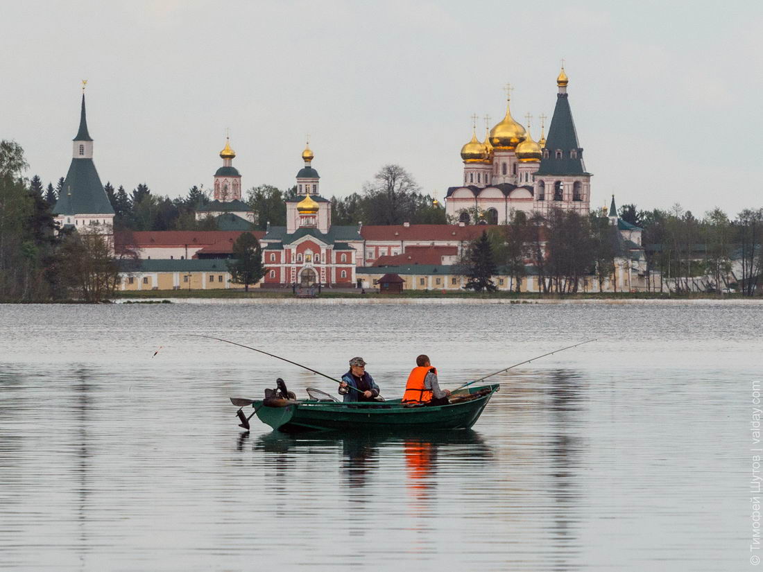 Валдай собака фото