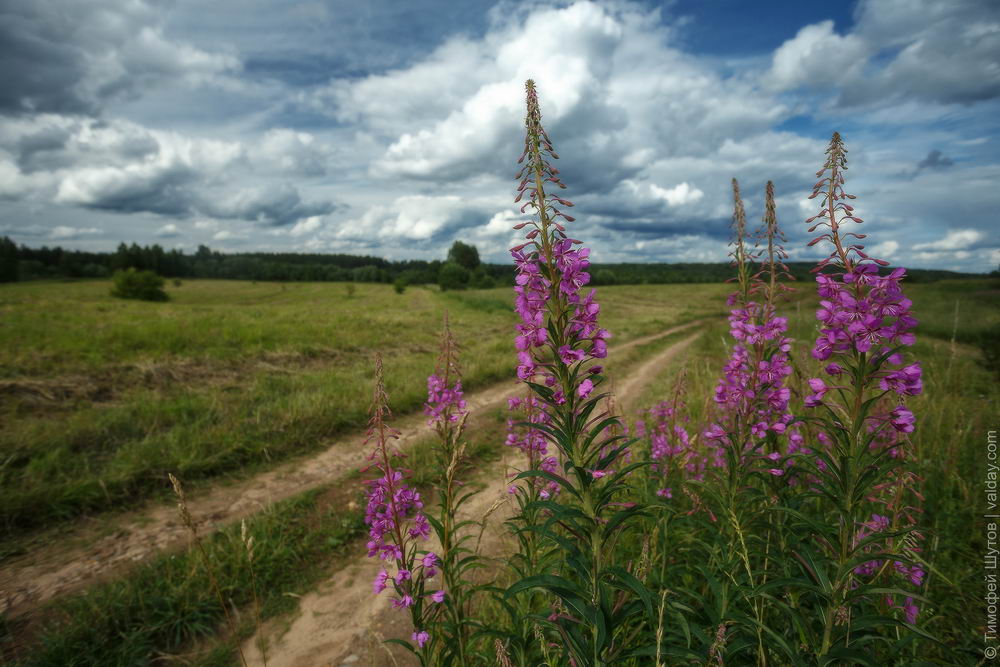 Кипрей фото растения крупным планом