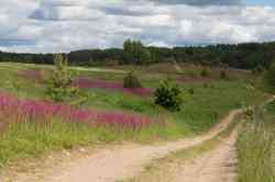 Magenta fields