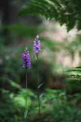  (Dactylorhiza praetermissa),    