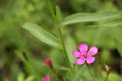   (. Dianthus campestris)