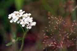  (. Achillea)