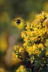  ,    (. Hypericum perforatum)