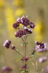     (. Origanum vulgare)