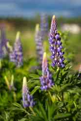  (. Lupinus)