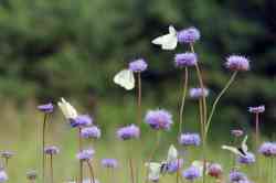   (. Jasione montana)