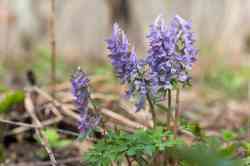   (. Corydalis solida)