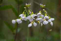 C  (. Cardamine pratensis)