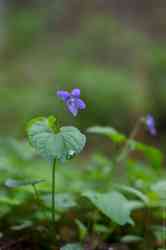 Фиалка лысая, или Фиалка сверху-голая (лат. Viola epipsila)