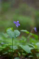  ,   - (. Viola epipsila)