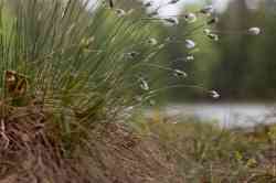  (. Eriophorum)