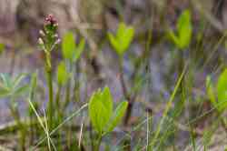   (Menyanthes trifoliata),   