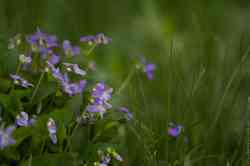  (. Viola)