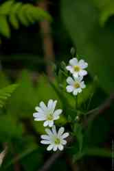  (. Stellaria)