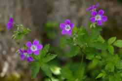   (. Geranium sylvaticum)