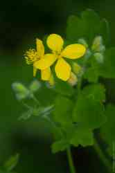   (. Chelidonium majus)