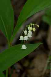  (. Convallaria)