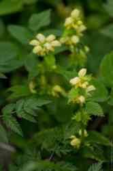   (. Lamium galeobdolon)