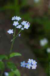   (. Myosotis scorpioides)