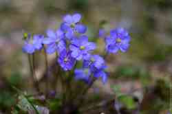 ,   (. Hepatica)