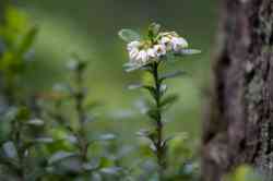   (. Vaccinium vitis-idaea)