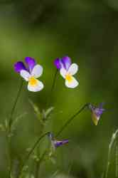  ,    (. Viola tricolor)