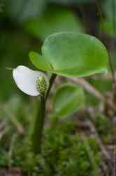   (Calla palustris)