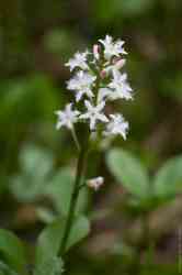   (Menyanthes trifoliata)