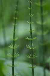  (. Equisetum)