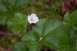 Цветёт морошка (лат. Rubus chamaemorus)