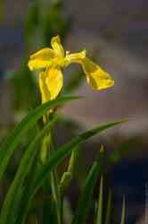   (  ,  ,  ,  ; . Iris pseudacorus)